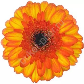 Гербера желто-оранжевая