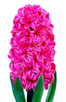 Гиацинт малиновый