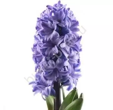Гиацинт синий