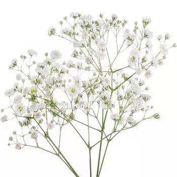 Гипсофила Белая