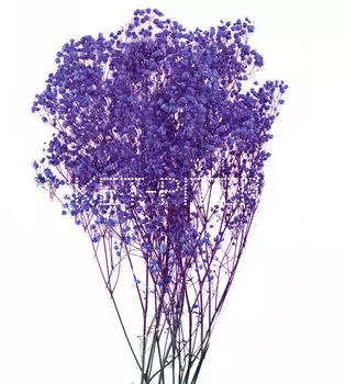 Гипсофила Фиолетовая ветка (окрашенная)