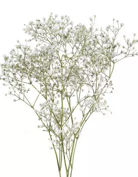 Гипсофила Gypsophila
