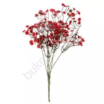 Гипсофила Красная (крашеная)