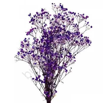 Гипсофила Сиреневая (крашеная)