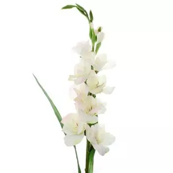 Гладиолус БЕЛЫЙ