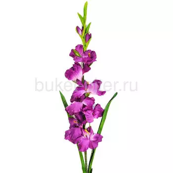 Гладиолус ФИОЛЕТОВЫЙ