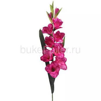 Гладиолус МАЛИНОВЫЙ