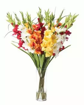 Гладиолус МИКС АКЦИЯ