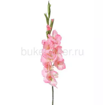 Гладиолус РОЗОВЫЙ