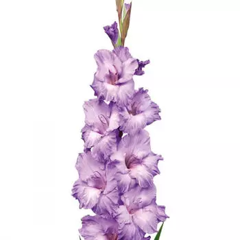 Гладиолус Сиреневый