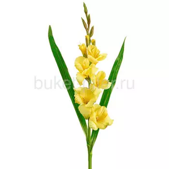 Гладиолус ЖЕЛТЫЙ