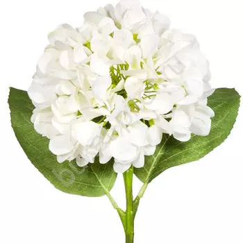 Гортензия белая