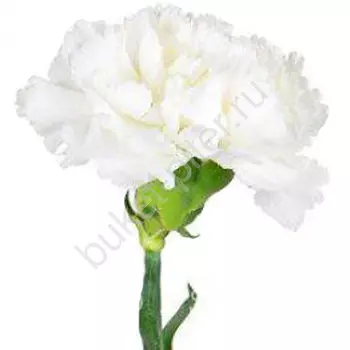 Гвоздика белая