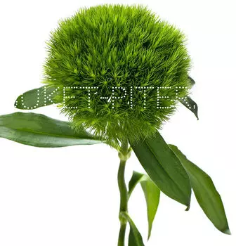 Гвоздика Грин Трик