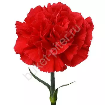 Гвоздика красная