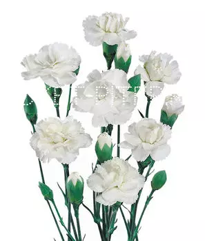 Гвоздика кустовая белая