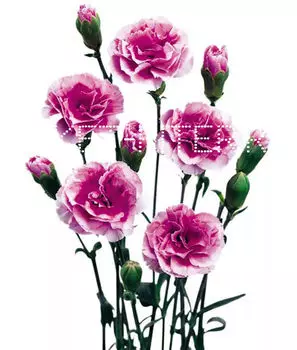 Гвоздика кустовая бело-фиолетовая