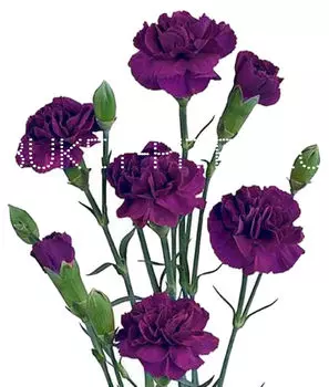 Гвоздика кустовая фиолетовая