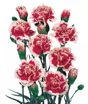 Гвоздика кустовая красно-белая