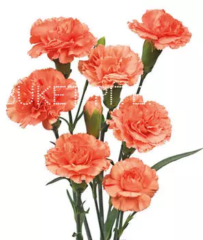 Гвоздика кустовая оранжевая