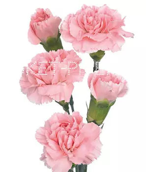 Гвоздика кустовая розовая