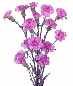 Гвоздика кустовая сиреневая