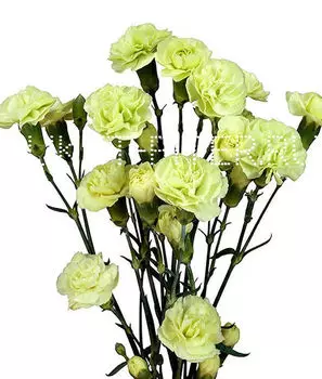 Гвоздика кустовая зеленая