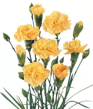 Гвоздика кустовая желтая