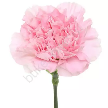 Гвоздика розовая