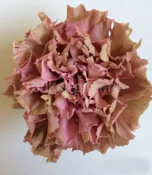 Гвоздика розово-коричневая