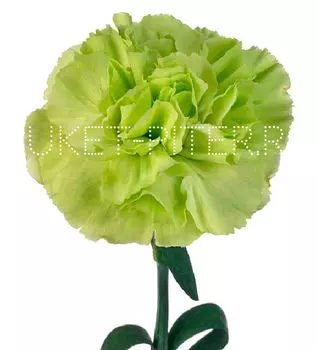 Гвоздика зеленая