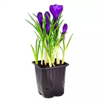 КП Крокус Микс D9