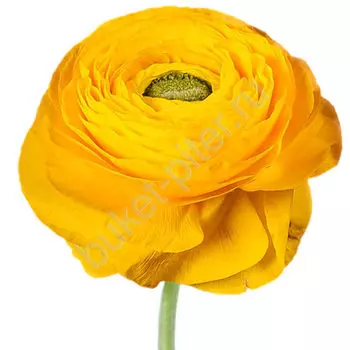 Ранункулюс желтый (лютик)