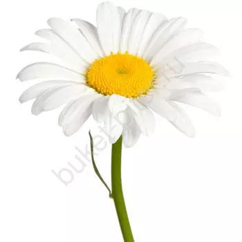 Ромашка