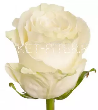 Роза белая ЭКВАДОР 50см Акция