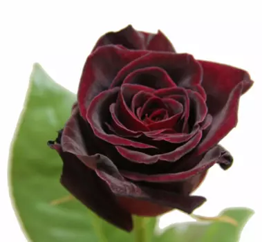 Роза черная black baccara