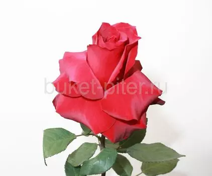 Роза Французская Бордовая Эквадор 70см