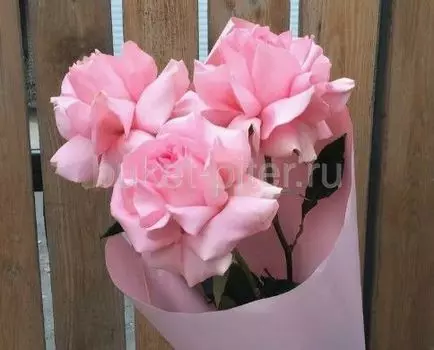 Роза Французская Розовая Эквадор 50см