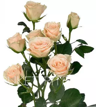 Роза кустовая кремовая Голландия