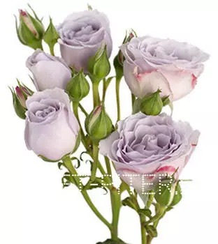 Роза кустовая сиреневая Голландия
