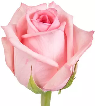 Роза розовая ЭКВАДОР (КРУПНЫЙ БУТОН)