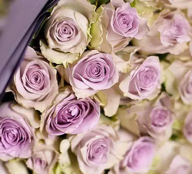 Роза сиреневая Кения