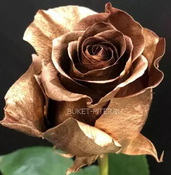 Роза Золотая