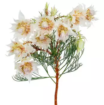 Серрурия Serruria