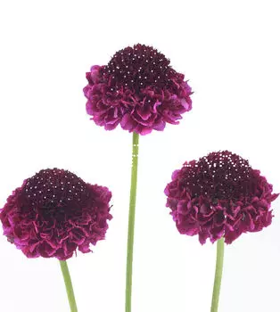 Скабиоза фиолетовая Scabiosa