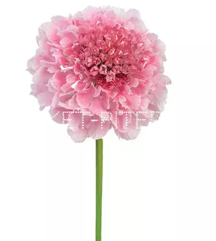 Скабиоза розовая Scabiosa