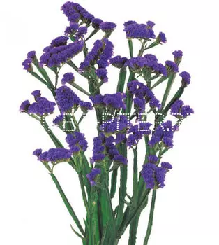Статица синяя Limonium sinuata (Statice sinuata)