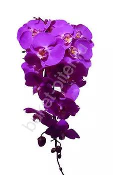 Свадебный букет из 25 орхидей и фаленопсисов