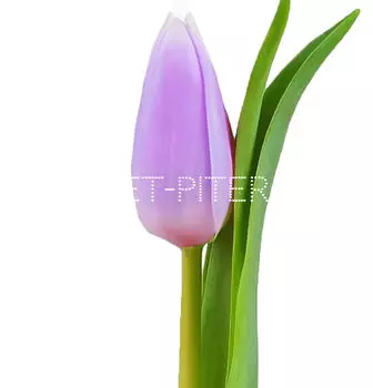 Тюльпан Сиреневый (Голландия)