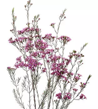 Ваксфлауэр (Хамелациум) Chamelaucium фиолетовый